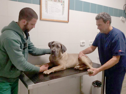 Veterinari: prevenzione per l’adozione o acquisto degli animali