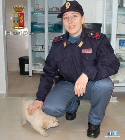 Castel Madama, vendeva illegalmente cuccioli di razza su internet: 30enne denunciato