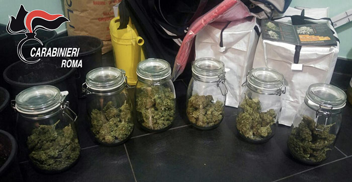Serra di marijuana a Castel Madama, scoperta coltivazione domestica