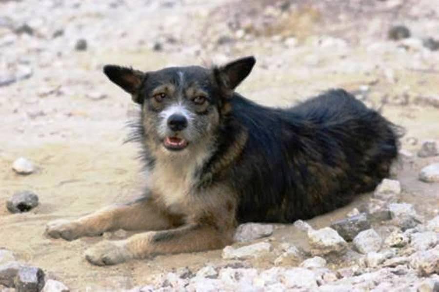 Cani randagi nelle cave di Tivoli e Guidonia, un progetto per mantenerli