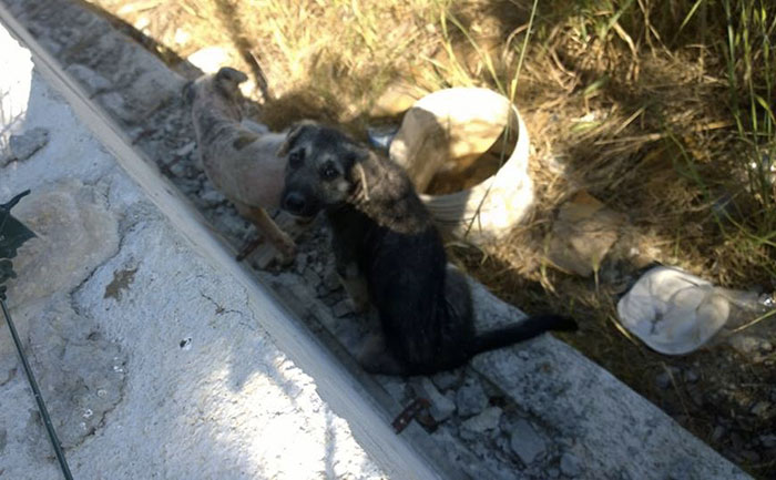 Cani randagi a Stacchini, l’associazione Alfa diffida il Comune ad intervenire per i nuovi cuccioli