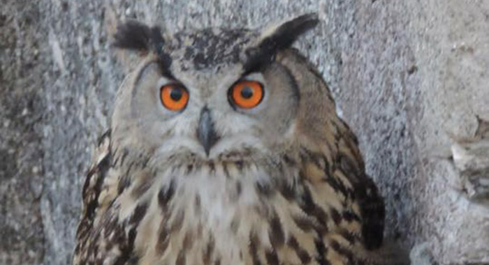 Gufo a Tivoli, continuano le segnalazioni. Chiamate i carabinieri forestali