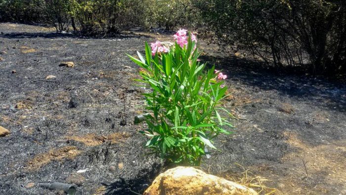 Incendio sulla Tiburtina, una pianta tra i 12 ettari distrutti dal fuoco