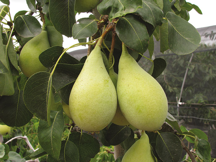 Pera Spadona, 58esima sagra a Castel Madama