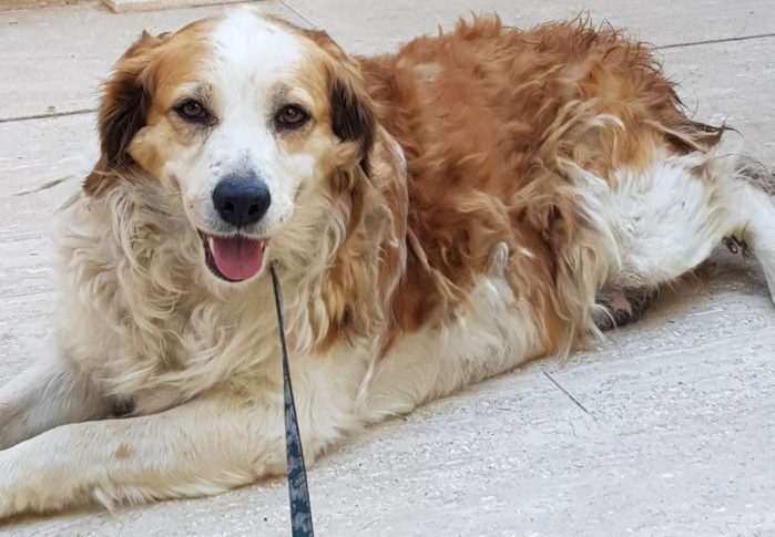 Gara di solidarietà, Logos cerca aiuto per curare una cagnetta ferita