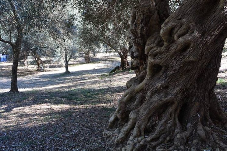 Olio di Villa Adriana, al via la raccolta delle olive dell’Imperatore