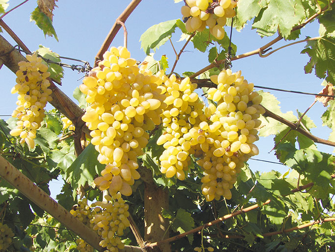 Tivoli: il Consorzio degli ortolani…si ricostituisce?