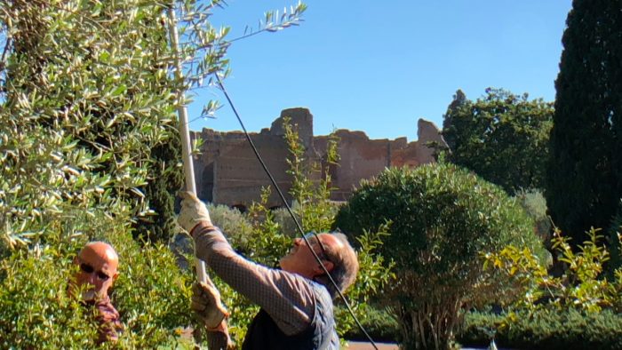 Olio di Villa Adriana, il 3 la presentazione a TiVolio all’Ercole Vincitore