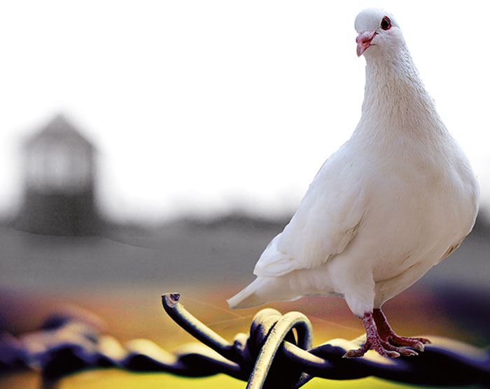 La Giornata della Memoria