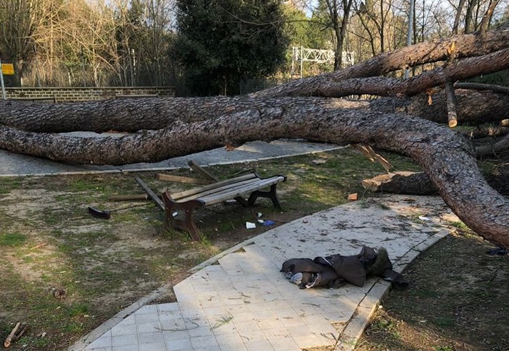 Alberi caduti a Guidonia, area sotto sequestro. Il Sindaco: “Al lavoro per accertare responsabilità e prevenire ulteriori incidenti”