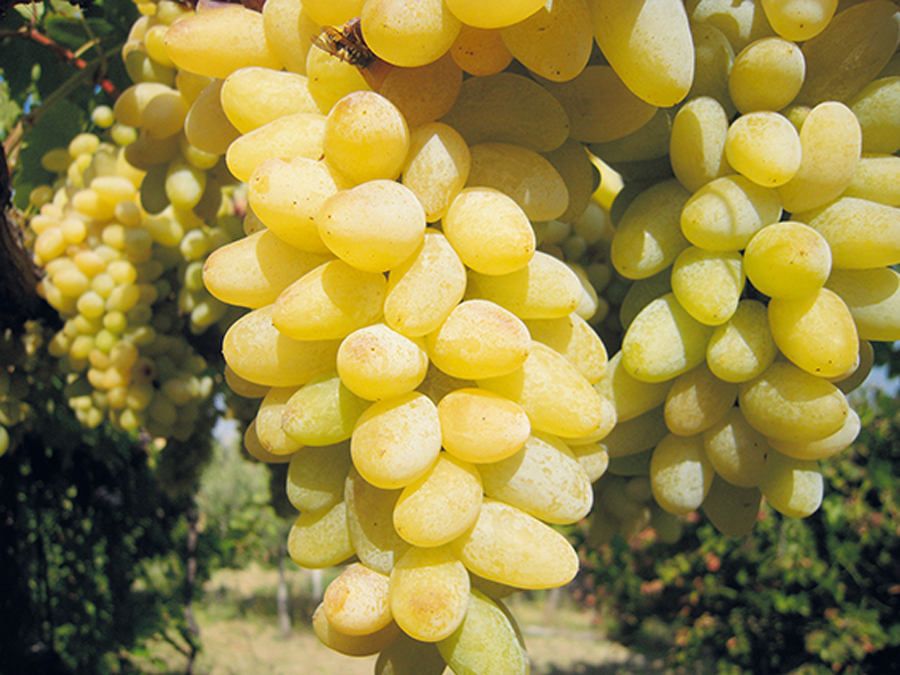 Nasce l’associazione degli ortolani per promuovere l’eccellenze tiburtine