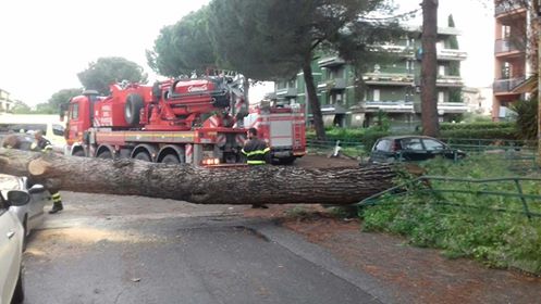 Pino caduto a Villa Adriana, un gigantesco albero è crollato all’alba