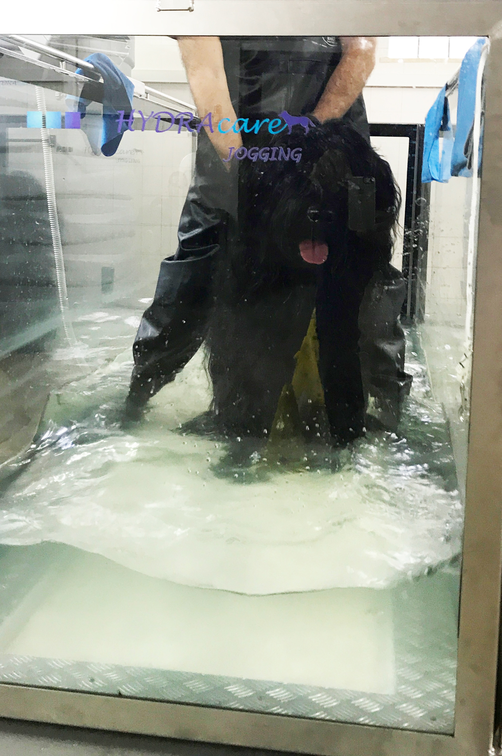 Tutti in vasca: anche gli amici a quattrozampe fanno riabilitazione