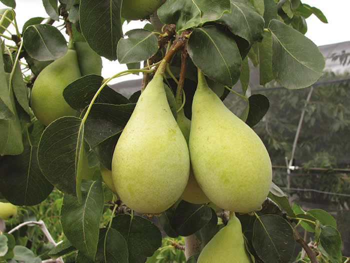 Sagra della Spadona Castel Madama , per la conservazione e valorizzazione