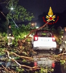 Albero caduto, l'intervento dei vigili del fuoco