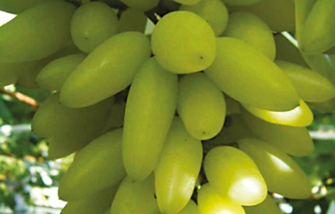 Tivoli, parte la Sagra del Pizzutello: convegno, mostra fotografica e percorsi guidati