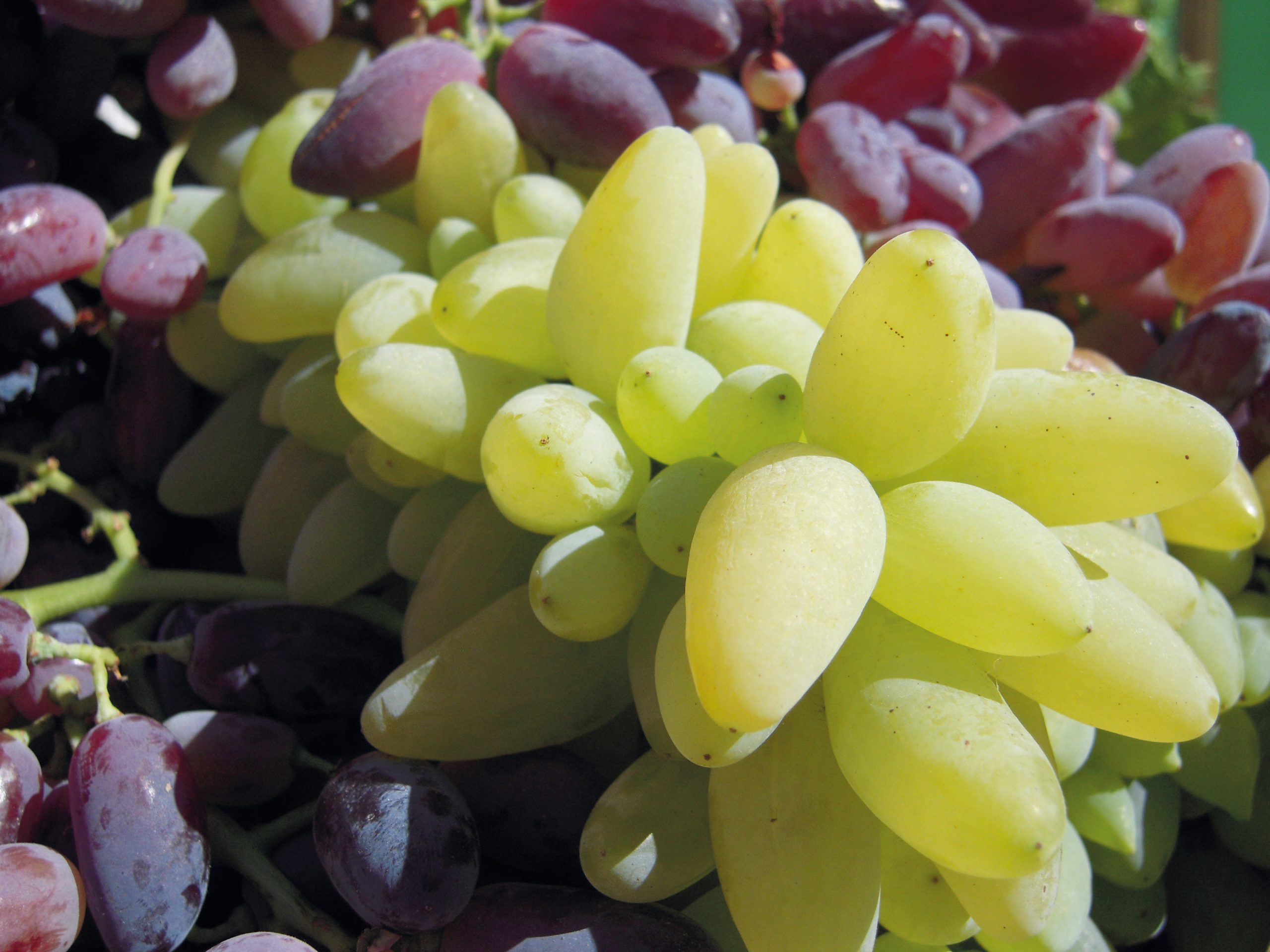 Tivoli celebra il Pizzutello: al via la 77ª Sagra tra tradizione, gusto e spettacoli