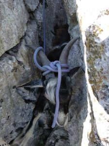 Il povero animale incastrato tra due rocce in montagna