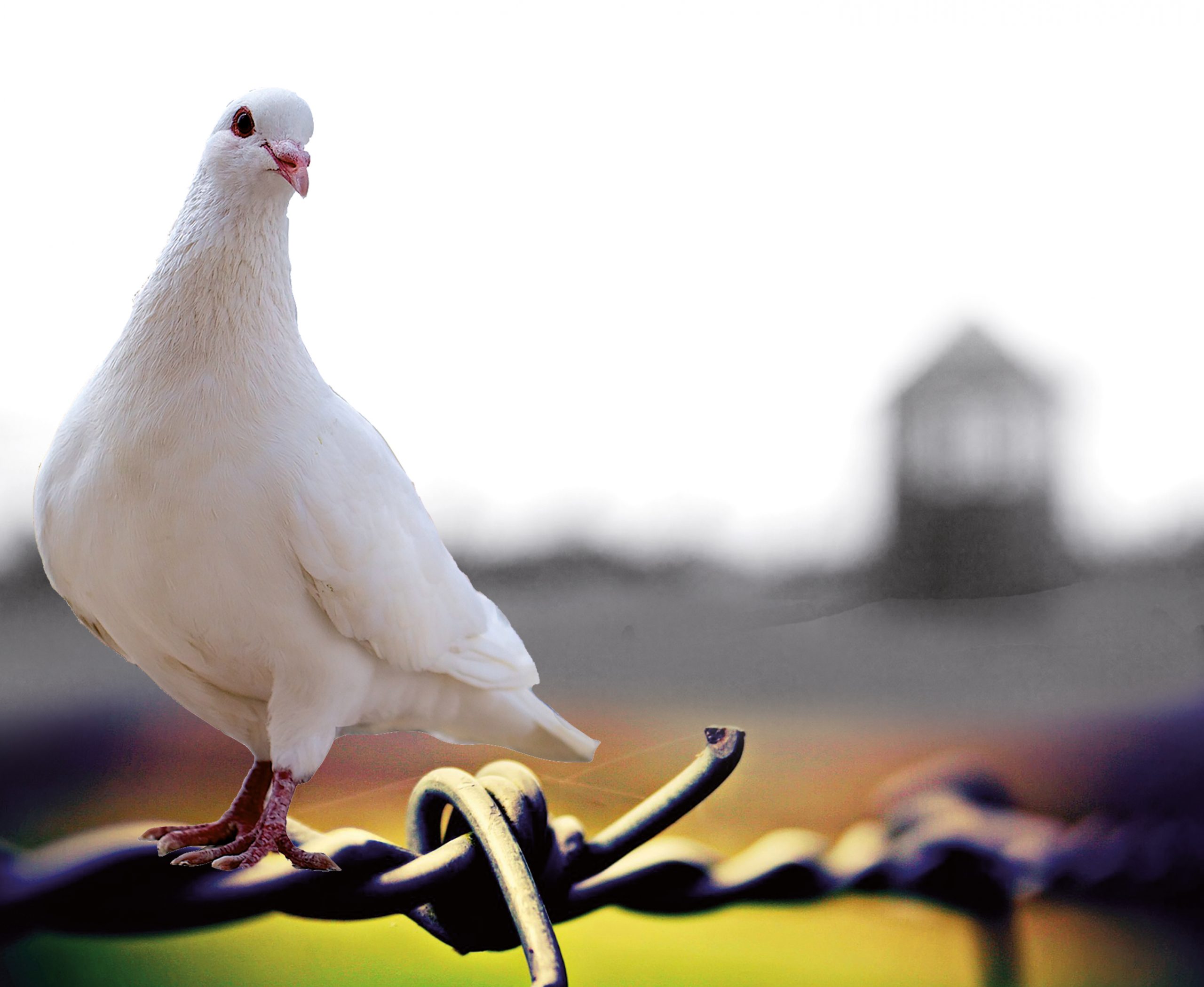 Gli appuntamenti a Tivoli e Guidonia per la Giornata della Memoria