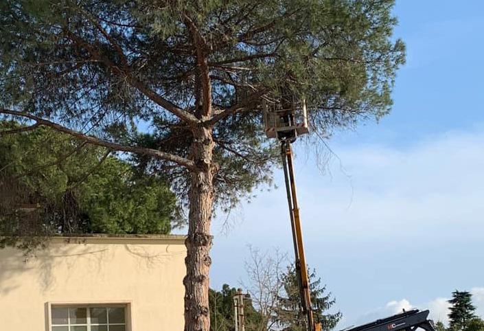 Il Centro per la Valorizzazione del Travertino Romano per la riantumazione degli alberi