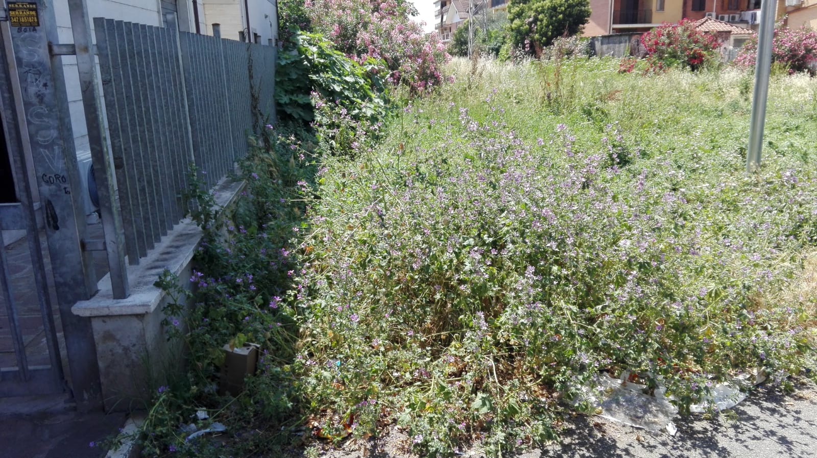 Vipera morde e uccide un cane nel centro di Villanova: la questione all’attenzione della Polizia Municipale