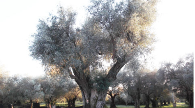 I patriarchi delle Villae – Giornata Nazionale degli Alberi