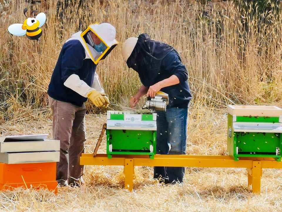 Collocati alveari di api all’interno della villa di Adriano