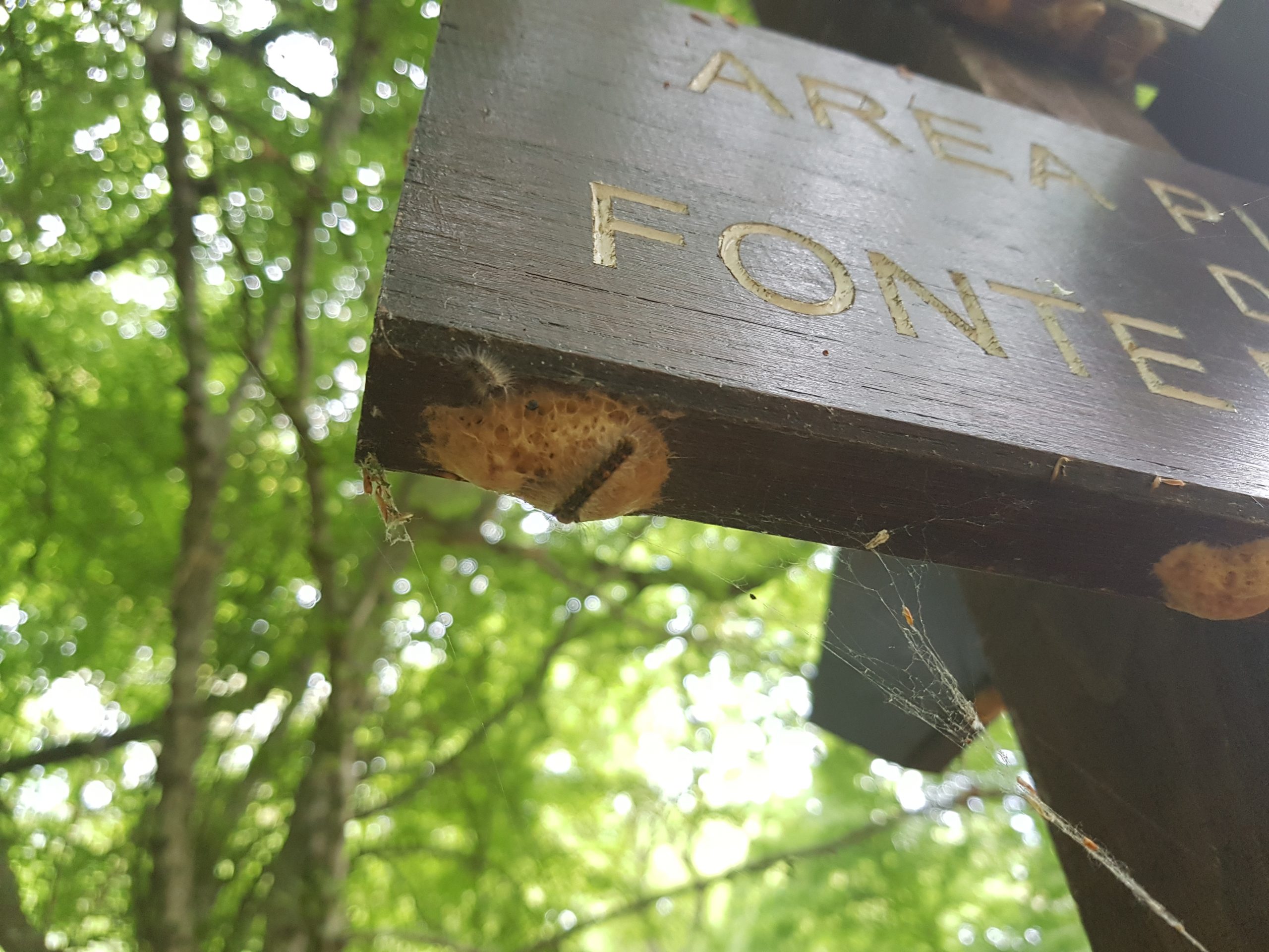 Riserva Monte Catillo: non è la processionaria