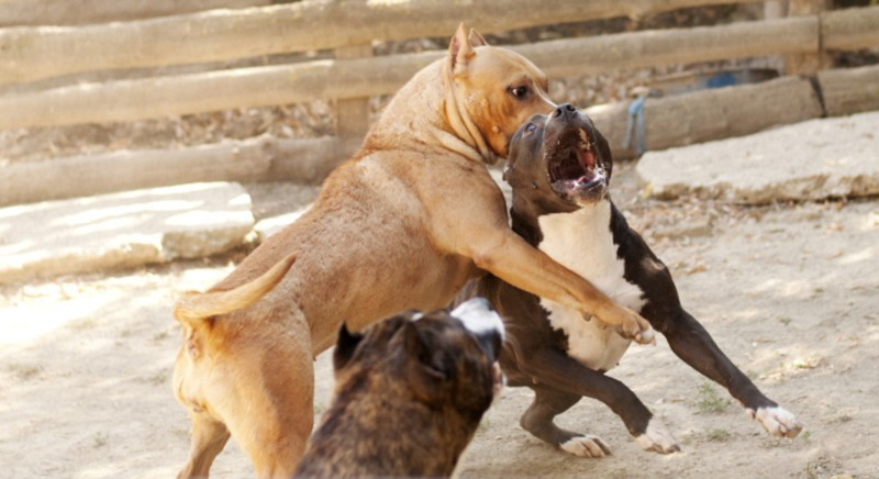 Il Rapporto Zoomafia 2020: lo sfruttamento illegale di animali ad opera della criminalità nel 2019