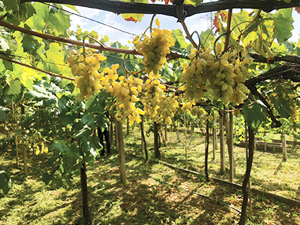 Tivoli: la festa dell’Uva Corna. Manifestazioni e degustazioni