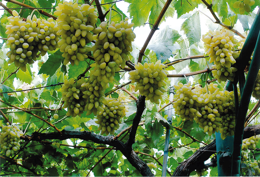Si festeggia il pizzutello con il presidio slow food di Tivoli e Valle Aniene
