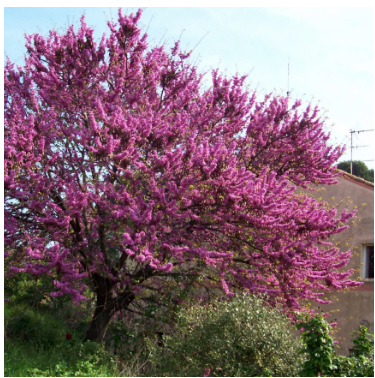 Comune di Tivoli ammesso al bando progetto “Ossigeno”