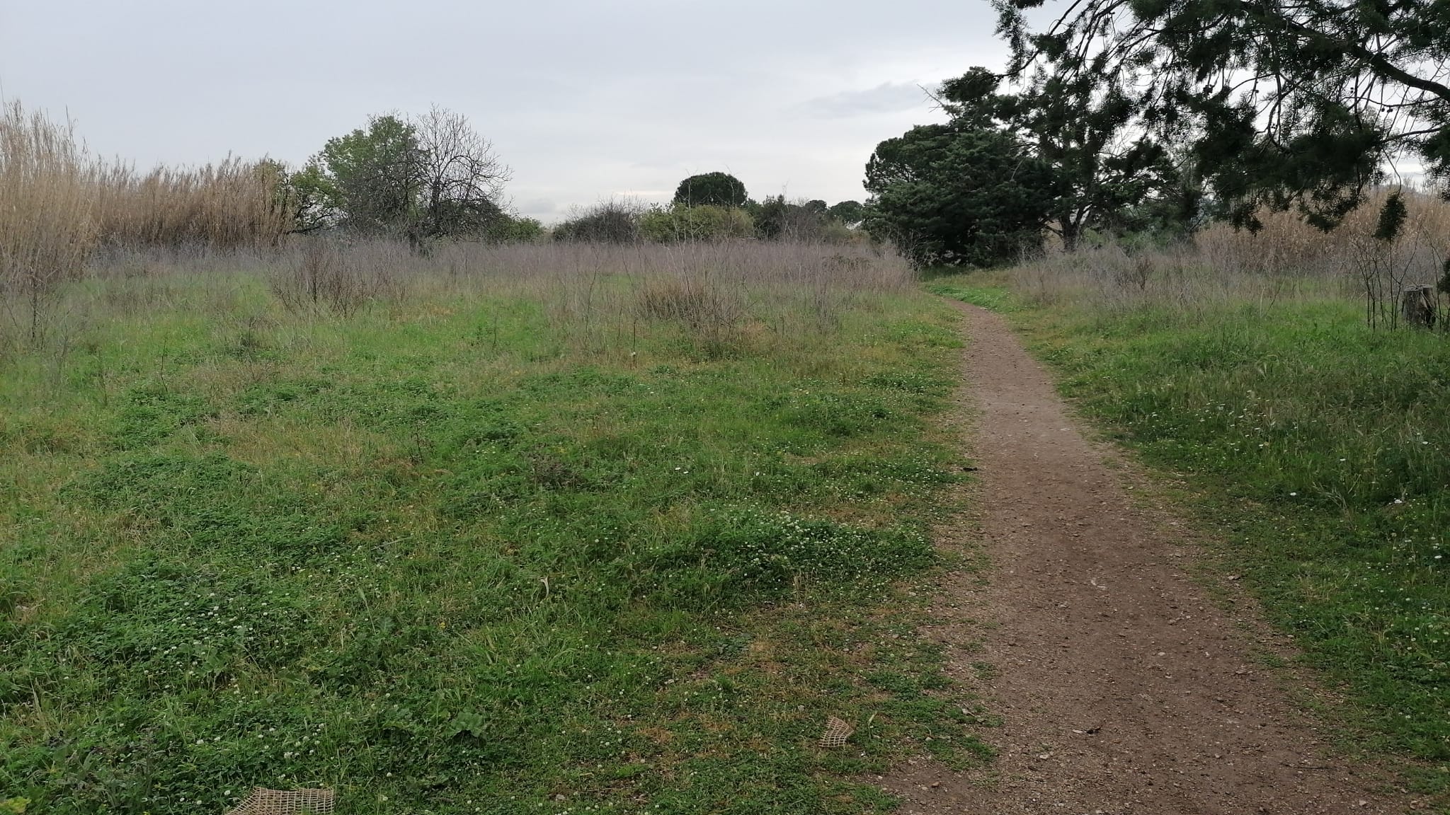 Bosco del Fauno: al via progetto di rimboschimento e riqualificazione