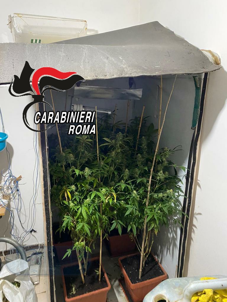 Arrestati dai Carabinieri coniugi dal “pollice verde”