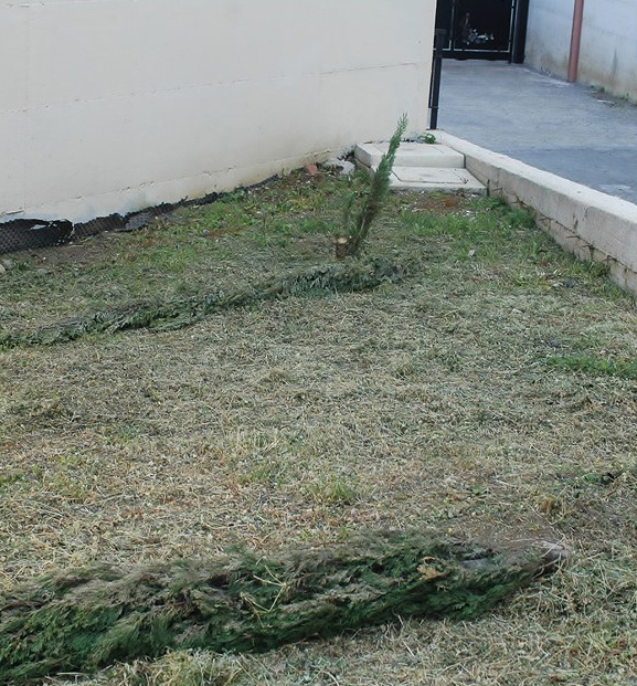 Poli: atti vandalici al cimitero, divelta la recinzione e recisi alberi