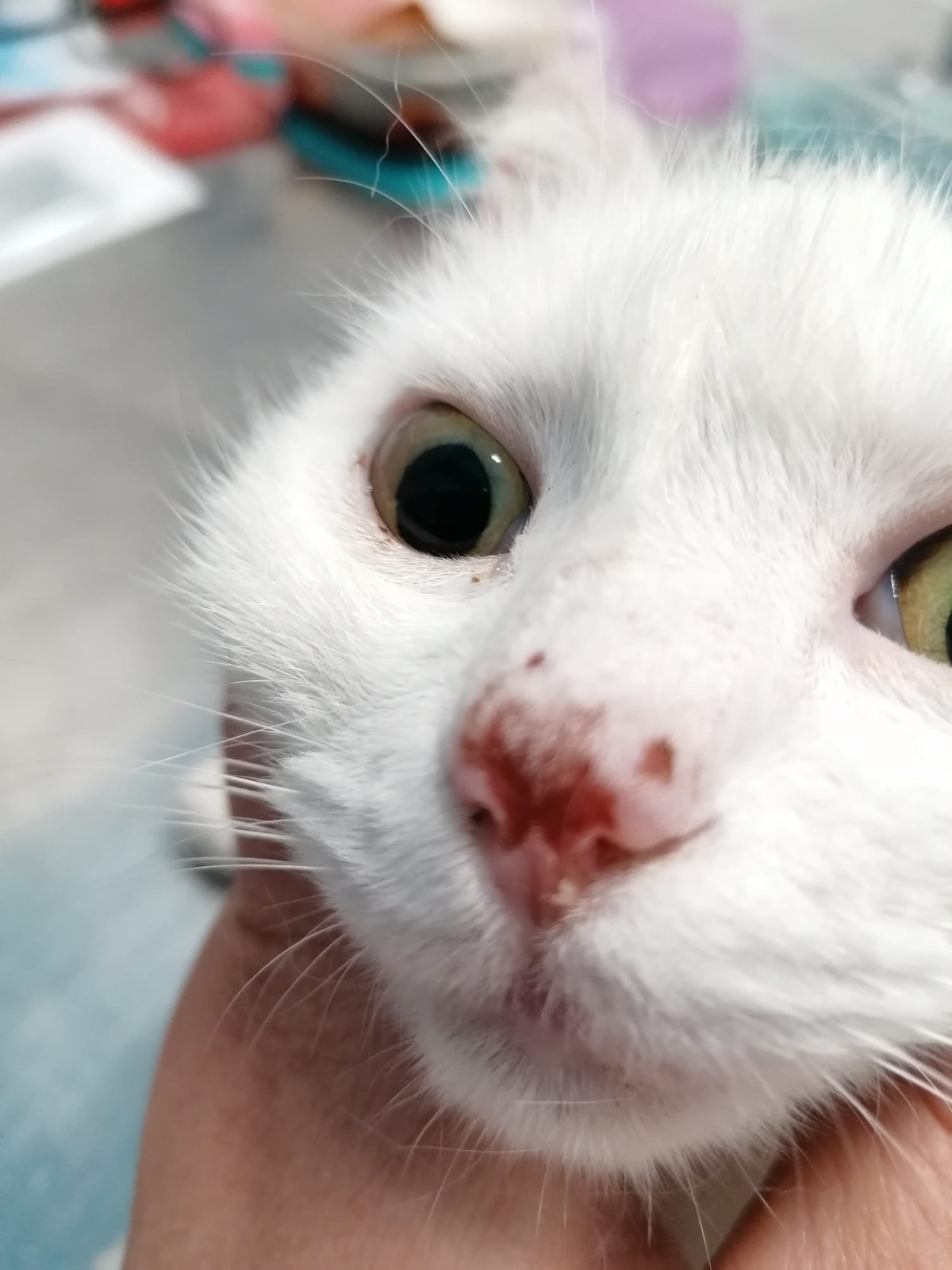 Associazione Mici di Lory: aiutiamo gli animali abbandonati