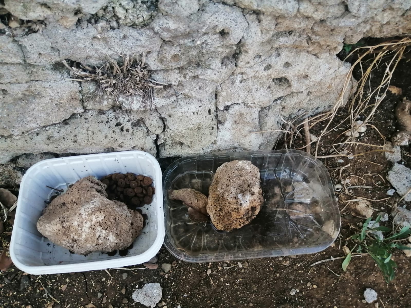 Tuteliamo la colonia felina di Villa Adriana