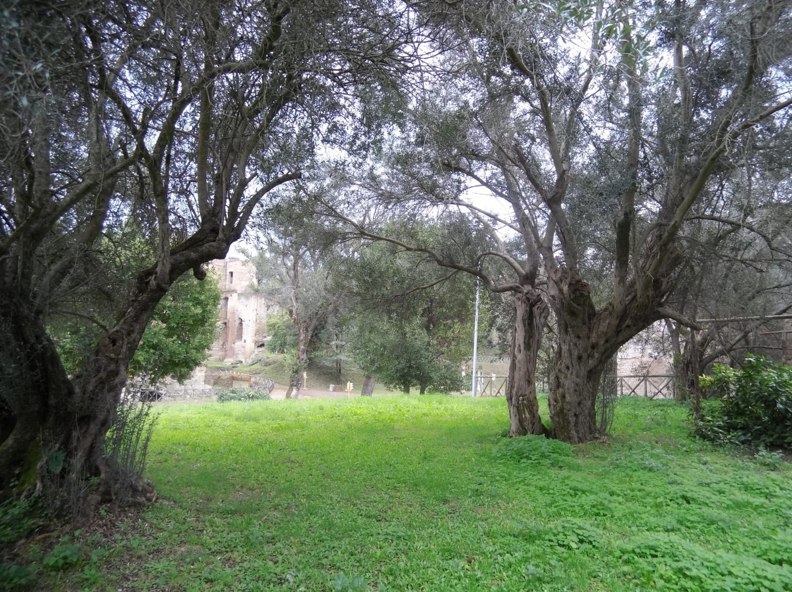 L’olio dell’imperatore Adriano a marchio IGP