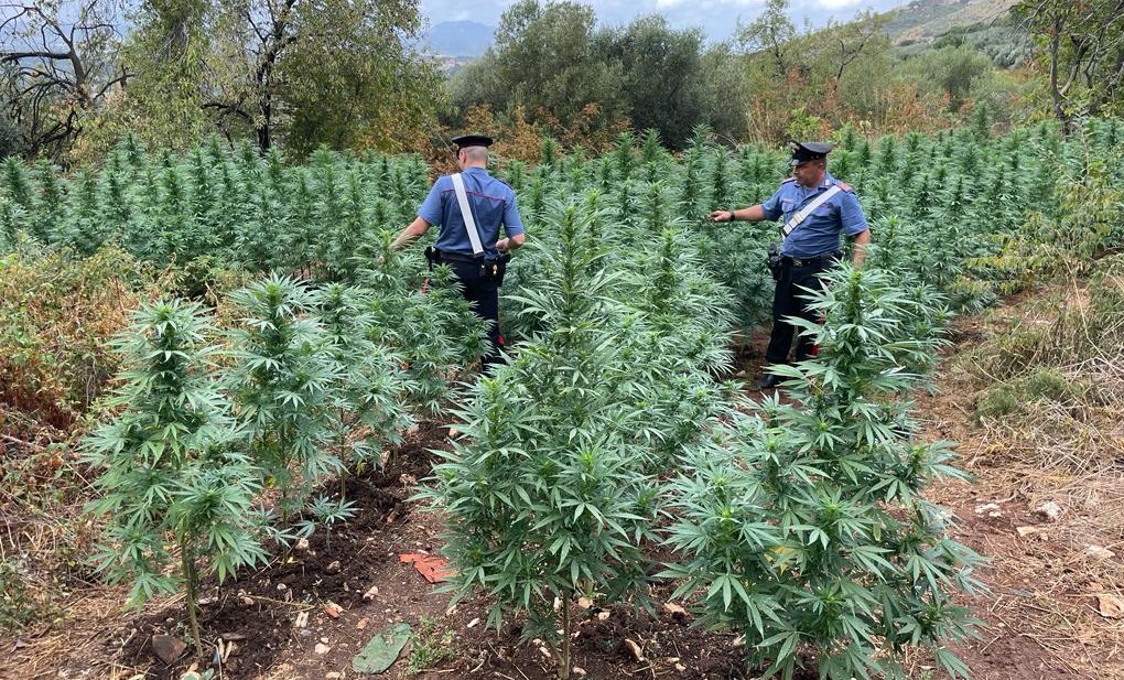 Carabinieri: arrestati due uomini all’interno di una piantagione di “cannabis indica”