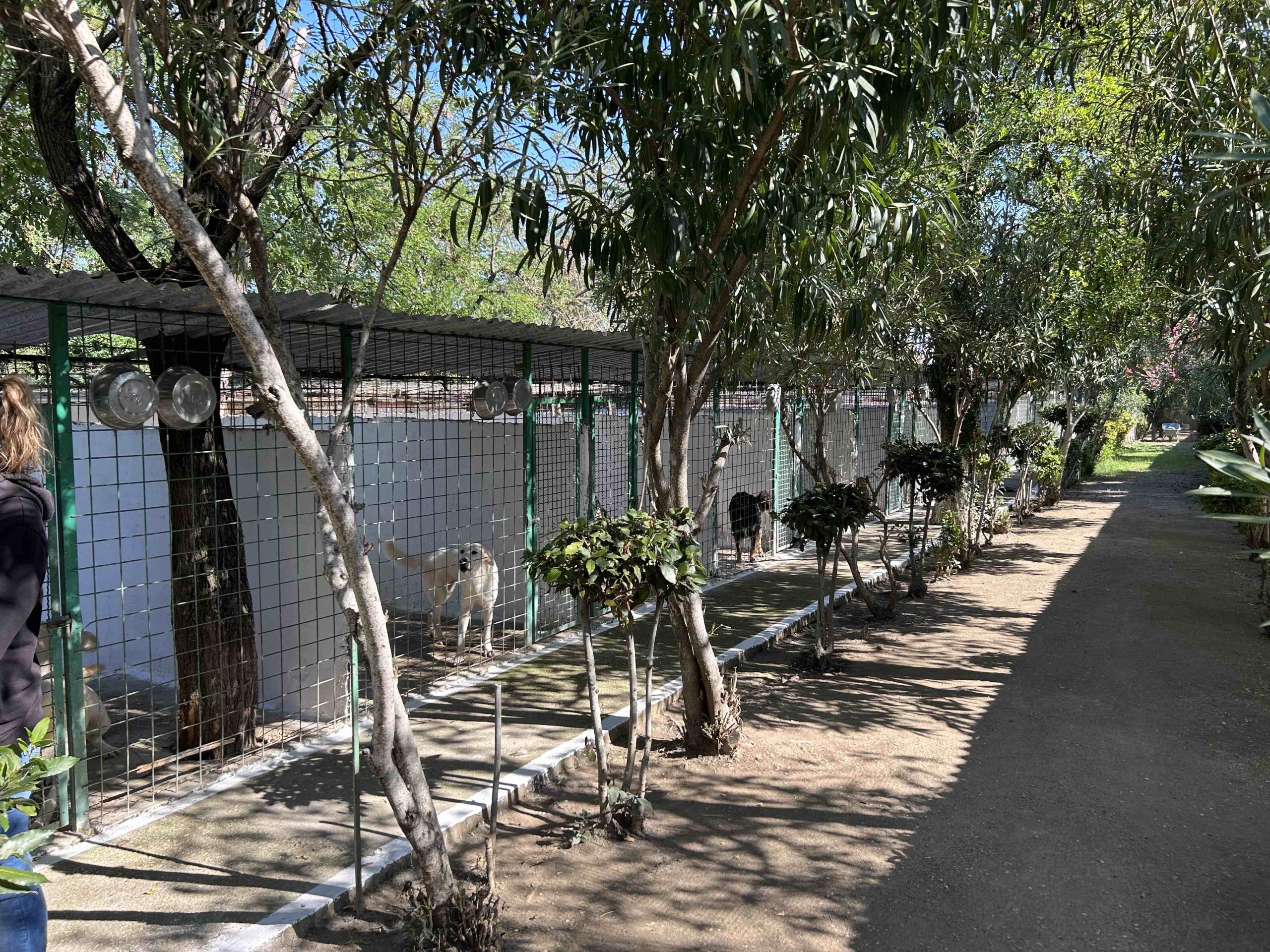 Guidonia e il randagismo: a presto un avviso pubblico per favorire le adozioni