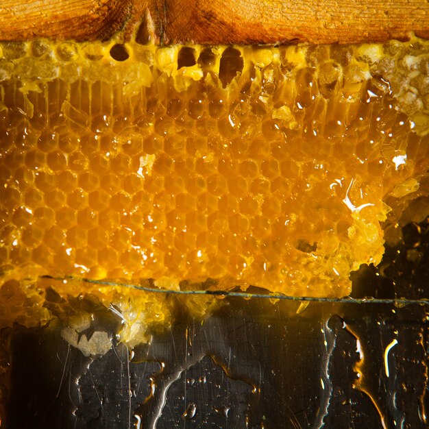 Tivoli: conoscere il miele domenica 23 marzo