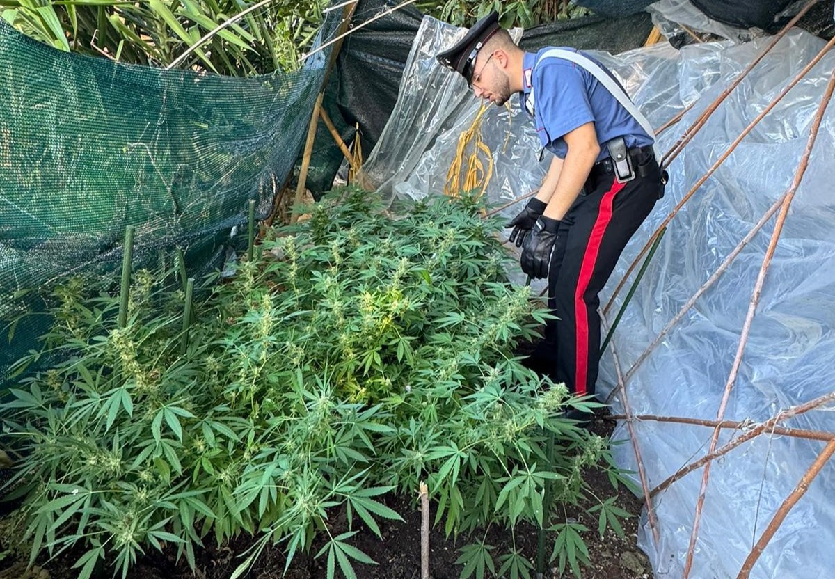 Montelibretti: due arresti per piantagione di mariuana in casa