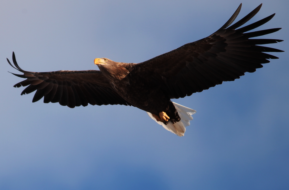 A Monteflavio sulle tracce dell’Aquila Reale