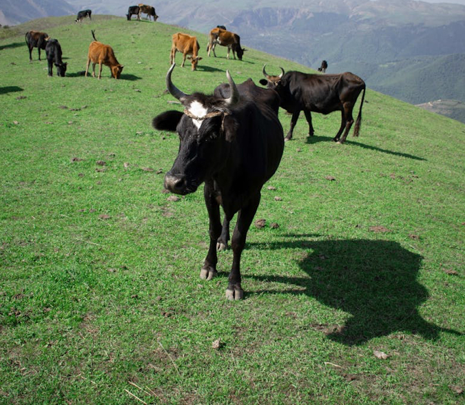 Carabinieri di Subiaco: truffa dei “fida pascolo”, cinque imprenditori indagati