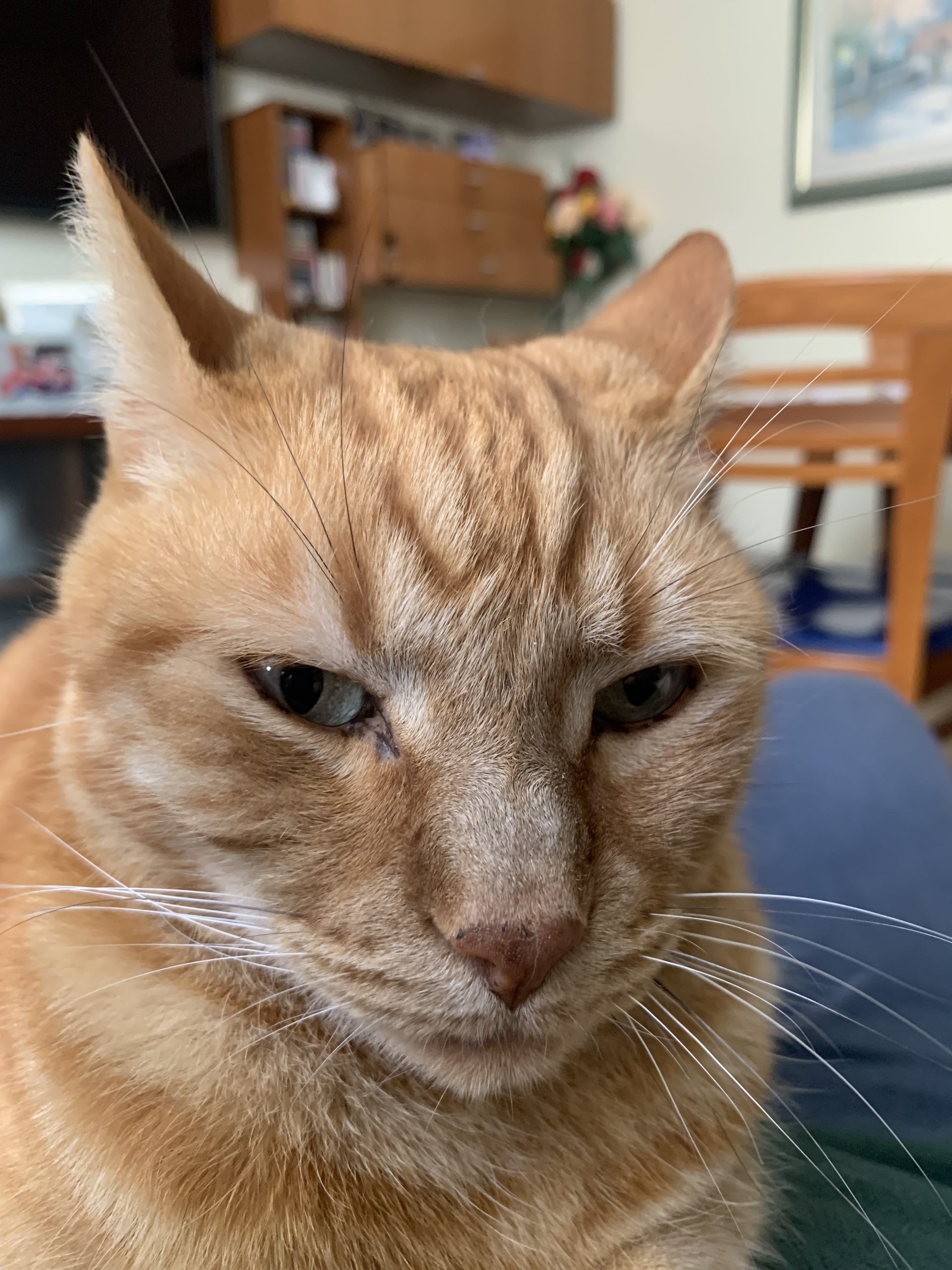 Roma, un voucher da 500 euro per chi adotta cani e gatti dai rifugi comunali