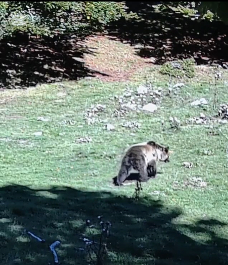 Orso marsicano nei Monti Simbruini: nuove segnalazioni e raccomandazioni del Parco