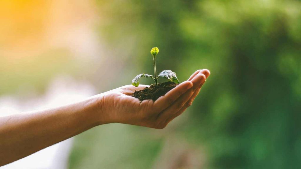 Municipio XIV più verde | Oltre 340 nuovi alberi tra Balduina, Trionfale e Battistini: la mappa delle strade | Quando arrivano e cosa cambierà