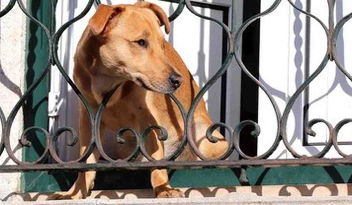 Cane del vicino sempre a far rumore: ora basta la prova del disturbo | il giudice può condannare