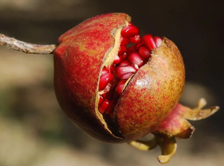 Buccia di melograno - Notizialocale