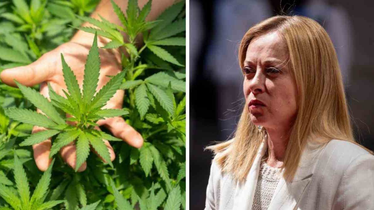 Cannabis light, esplode il caos nella maggioranza: la norma che la “ri-legalizza” spunta in Manovra e FdI la ritira in panico